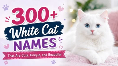 Fluffy white cat with blue eyes beside the title 300+ White Cat Names That Are Cute, Unique, and Beautiful